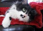 cat sitters