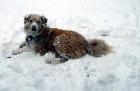 pet waste removal