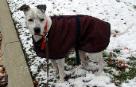 dog walking services