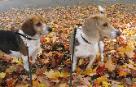 dog walkers