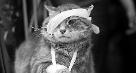 sick cat
