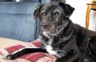 elderly dogs