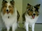 Michigan dog walkers