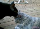 cat sitter