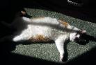 in-home pet care