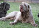 dog waste removal