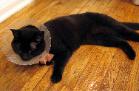 sick pet
